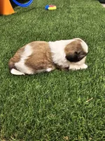 Dakota Ckc, a male Shih Tzu for sale in Blairsville, GA – 2 of 8