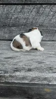 GiGi Ckc, a female Shih Tzu for sale in Blairsville, GA – 4 of 5