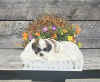 Benji Ckc, a male Shih Tzu for sale in Blairsville, GA – 8 of 10