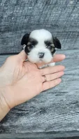 Scooby Ckc, a male Shih Tzu for sale in Blairsville, GA – 4 of 4