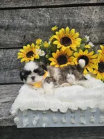 Marco Ckc, a male Shih Tzu for sale in Blairsville, GA – 6 of 9