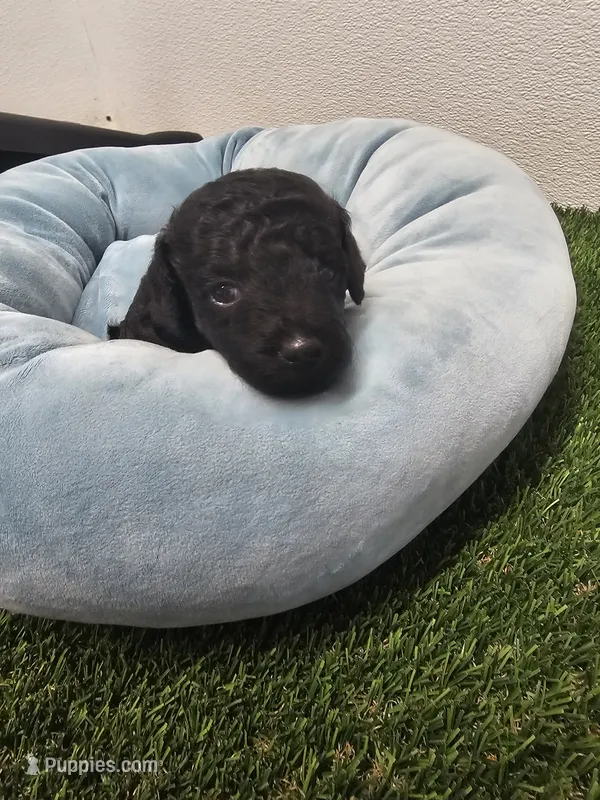 Ebony Ckc – Poodle - Toy  puppy for sale in Blairsville, GA