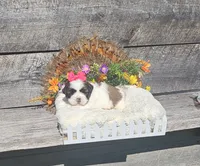 Shay Ckc, a female Shih Tzu for sale in Blairsville, GA – 4 of 7