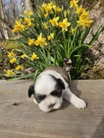 Sheena Ckc, a female Shih Tzu for sale in Blairsville, GA – Photo 1 of 5