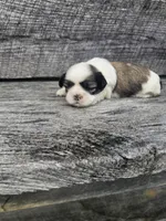 Sheena Ckc, a female Shih Tzu for sale in Blairsville, GA – Photo 2 of 5