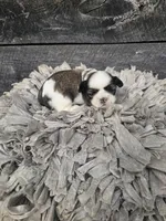 Sheena Ckc, a female Shih Tzu for sale in Blairsville, GA – Photo 3 of 5