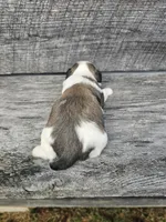 Sheena Ckc, a female Shih Tzu for sale in Blairsville, GA – Photo 4 of 5