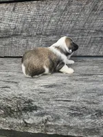 Sheena Ckc, a female Shih Tzu for sale in Blairsville, GA – Photo 5 of 5