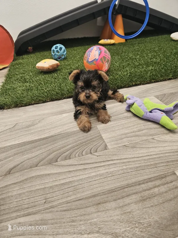 Zeke Ckc – Yorkshire Terrier puppy for sale in Blairsville, GA