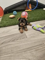 Zeke Ckc, a male Yorkshire Terrier for sale in Blairsville, GA – 2 of 9