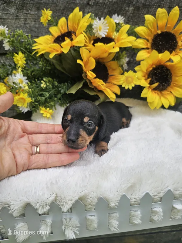 Charlie Ckc – Miniature Dachshund puppy for sale in Blairsville, GA