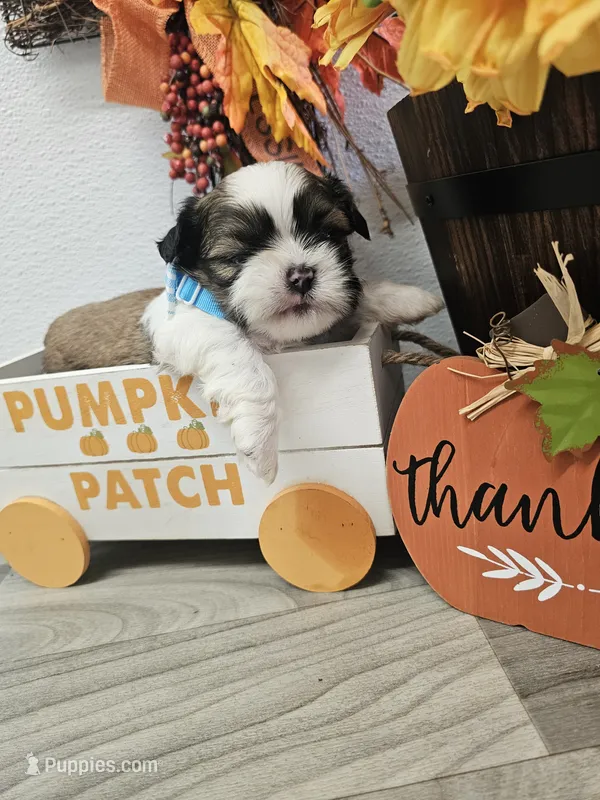 Snickers Ckc – Shih Tzu puppy for sale in Blairsville, GA