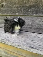 Willow Ckc, a female Shih Tzu for sale in Blairsville, GA – 6 of 9