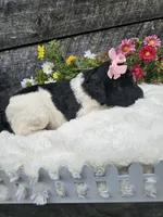 Harper Ckc, a female Poodle - Standard  for sale in Blairsville, GA – 2 of 6