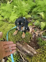Charlie Ckc, a male Miniature Dachshund for sale in Blairsville, GA – 9 of 10