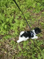 Selena Ckc, a female Poodle - Standard  for sale in Blairsville, GA – 9 of 10