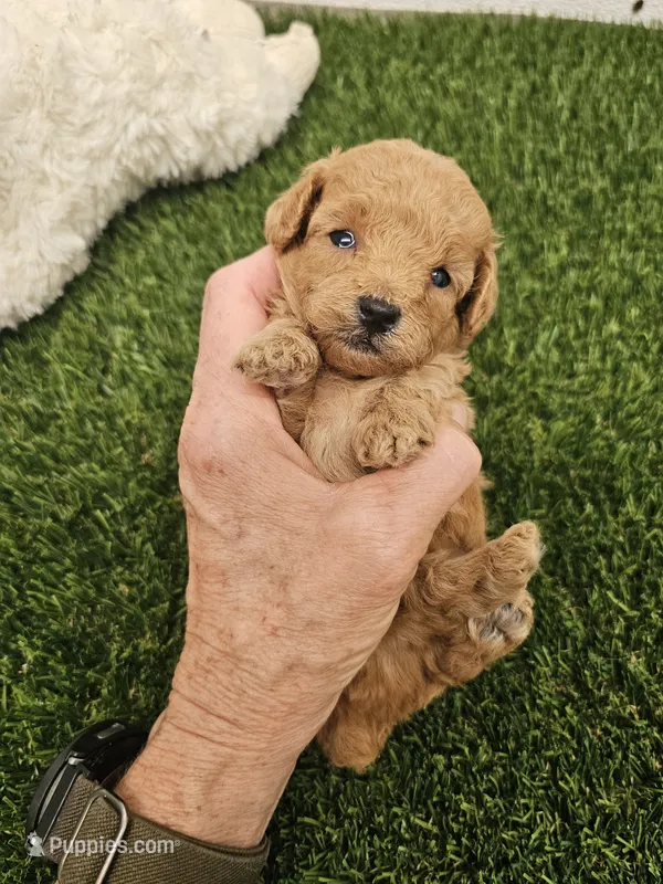 Copper Ckc – Poodle - Toy  puppy for sale in Blairsville, GA