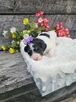 Zelda Ckc, a female Poodle - Standard  for sale in Blairsville, GA – 2 of 6
