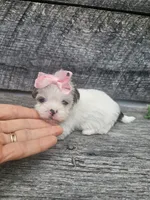 Dolly, a female Shorkie for sale in Blairsville, GA – 5 of 9