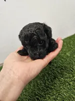 Nitro Ckc, a male Poodle - Toy  for sale in Blairsville, GA – Photo 1 of 5