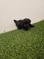 Nitro Ckc, a male Poodle - Toy  for sale in Blairsville, GA – Photo 2 of 5