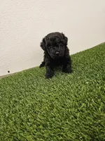 Nitro Ckc, a male Poodle - Toy  for sale in Blairsville, GA – Photo 4 of 5