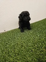 Nitro Ckc, a male Poodle - Toy  for sale in Blairsville, GA – Photo 3 of 5