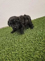 Nitro Ckc, a male Poodle - Toy  for sale in Blairsville, GA – Photo 5 of 5