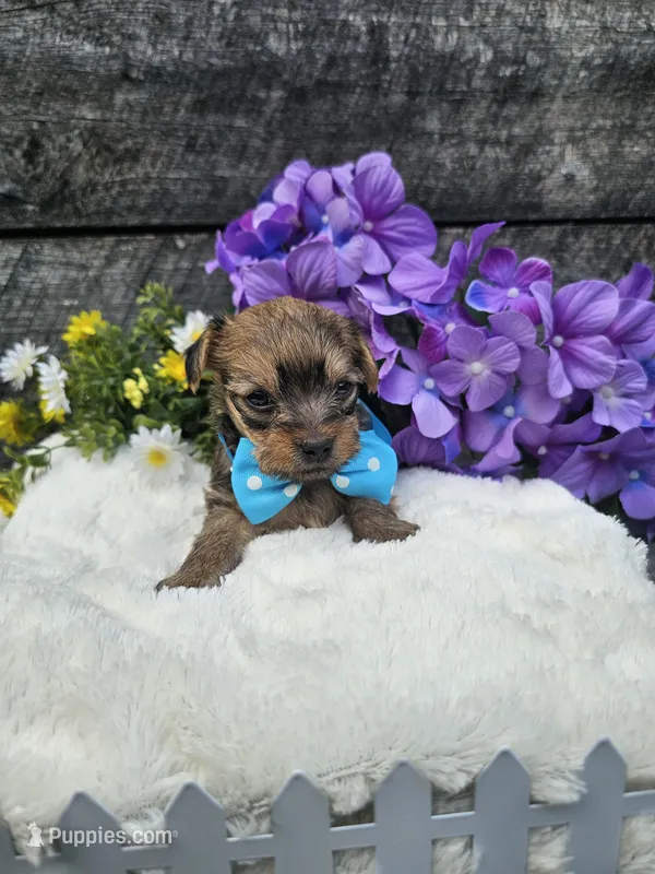 Dasher  – Yorkshire Terrier, Miniature Dachshund puppy for sale in Blairsville, GA