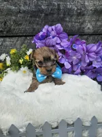 Dasher , a male Yorkshire Terrier and Miniature Dachshund for sale in Blairsville, GA – 3 of 6