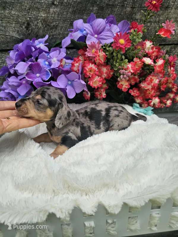 Ruben Ckc – Miniature Dachshund puppy for sale in Blairsville, GA