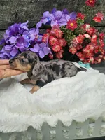 Ruben Ckc, a male Miniature Dachshund for sale in Blairsville, GA – 1 of 7