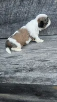 Jazz Ckc, a male Shih Tzu for sale in Blairsville, GA – 5 of 5
