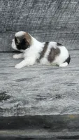 Scooby Ckc, a male Shih Tzu for sale in Blairsville, GA – 3 of 4