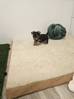 Zeke Ckc, a male Yorkshire Terrier for sale in Blairsville, GA – 8 of 9