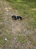 Oscar Ckc, a male Miniature Dachshund for sale in Blairsville, GA – 7 of 9