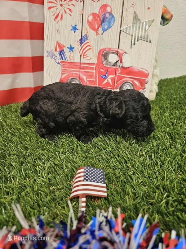 Tyson Ckc – Poodle - Toy  puppy for sale in Blairsville, GA