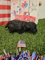 Tyson Ckc, a male Poodle - Toy  for sale in Blairsville, GA – 1 of 4
