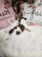 Milo Ckc, a male Shih Tzu for sale in Blairsville, GA – Photo 4 of 6