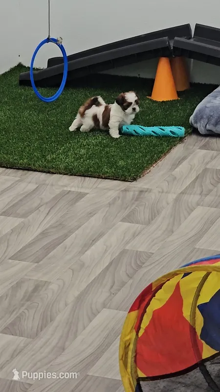 Milo Ckc – Shih Tzu puppy for sale in Blairsville, GA