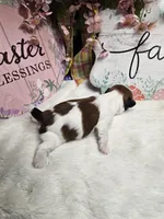 Milo Ckc, a male Shih Tzu for sale in Blairsville, GA – Photo 1 of 6