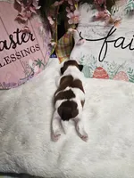 Milo Ckc, a male Shih Tzu for sale in Blairsville, GA – Photo 5 of 6