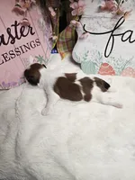 Milo Ckc, a male Shih Tzu for sale in Blairsville, GA – Photo 3 of 6