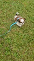Milo Ckc, a male Shih Tzu for sale in Blairsville, GA – 2 of 10