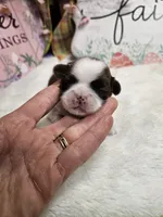 Milo Ckc, a male Shih Tzu for sale in Blairsville, GA – Photo 6 of 6