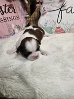 Milo Ckc, a male Shih Tzu for sale in Blairsville, GA – Photo 2 of 6