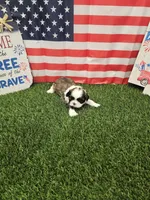 Marco Ckc, a male Shih Tzu for sale in Blairsville, GA – 8 of 9