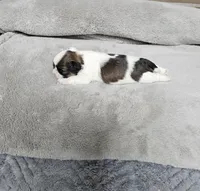 Barney Ckc, a male Shih Tzu for sale in Blairsville, GA – Photo 5 of 5