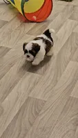 Barney Ckc, a male Shih Tzu for sale in Blairsville, GA – 3 of 8