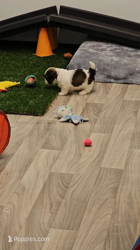 Barney Ckc – Shih Tzu puppy for sale in Blairsville, GA